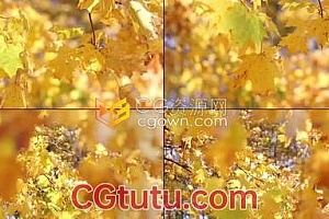 树影斑驳实拍秋天金黄色枫叶在风中摇曳视频素材下载