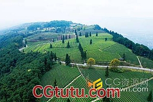 航拍春天茶园茶山茶树风光农业实拍视频素材