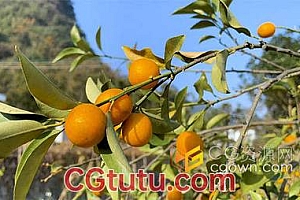 南方春天果园脆皮金桔果树植物实拍视频素材