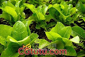 新鲜绿色有机蔬菜青菜农作物实拍视频