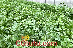 大棚里种植的有机绿色芹菜农业宣传实拍视频素材