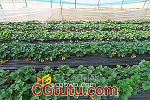 塑料大棚草莓种植农业生产特写实拍视频素材