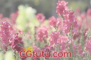 唯美逆光下的粉色鲜花丛风景实拍视频素材