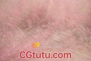 漂亮唯美粉黛乱子草风景空镜实拍视频素材