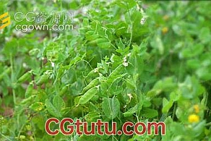 田园绿色有机蔬菜豌豆荚特写实拍视频素材