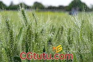 唯美毛毛细雨中绿油油的小麦农业产物农作物