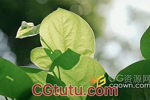 农作物自然风景空镜头树叶透光实拍视频素材