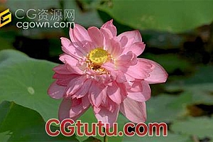 实拍唯美夏天池塘里绽放的荷花视频素材