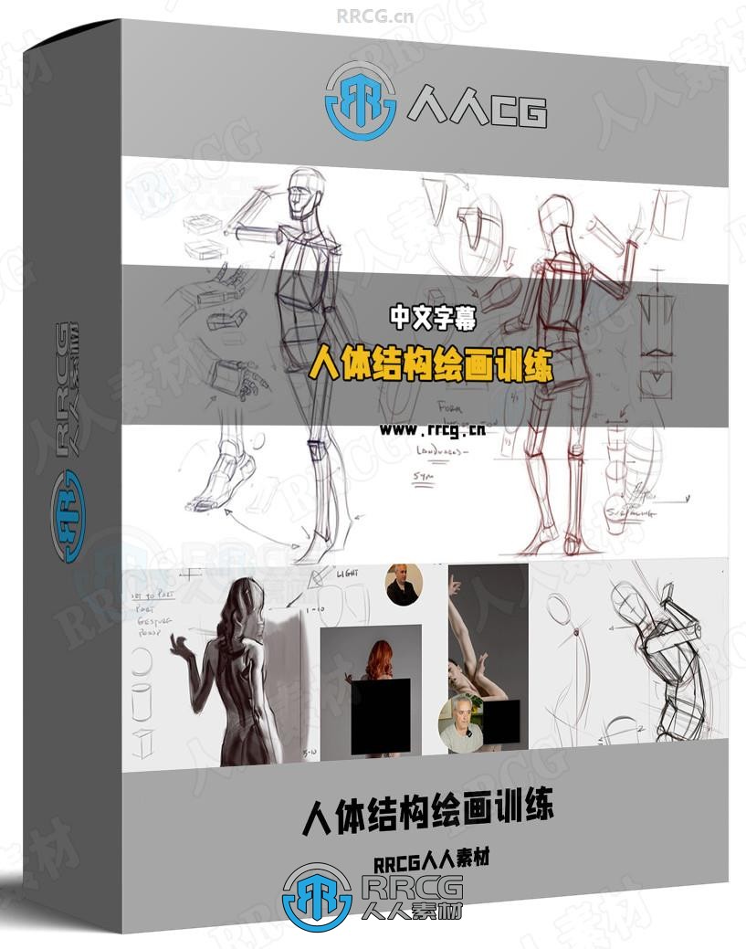 【中英双语】人体结构绘画基础核心技术训练视频教程